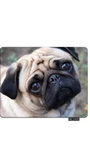 Nicokee Dog Rectangle Gaming Pug Shapi Puppy Mat... New. Price: $5.96.