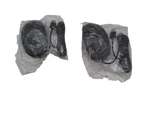 Lot Of Hp 128 Laser Wired Mouse M27538-001 New. Price: $19.00.